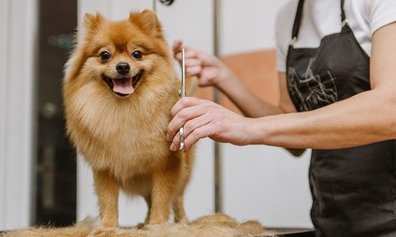 Up to 36% Off on Pet - Grooming / Salon at Inn The Doghouse Lake Worth