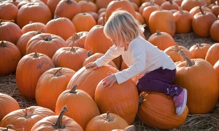 Pumpkin-Picking Package for One, Two, or Four at Apple Ridge Orchards (Up to 37% Off)