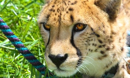 Admission to Cheetah Photo Group Encounter with Prints at Wildlife Safari (Up to 58% Off)