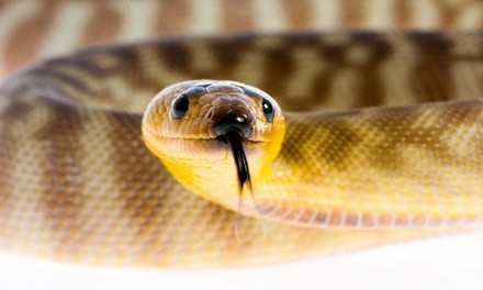 Reptile- and Insect-Zoo Visit for Two or Five at Scales and Tails Utah (Up to 47% Off)