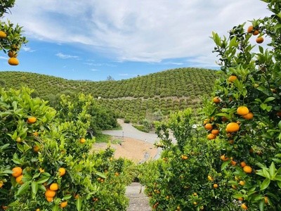 Up to 70% Off on Hiking Trails at Sunmist Tangerine Farm