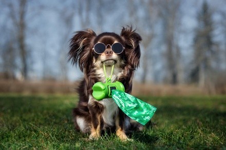 Up to 36% Off on Pet Waste Removal at Scoopy Doo Duty LLC