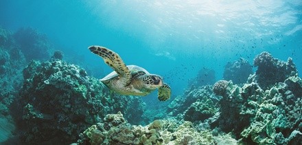 Up to 45% Off on Snorkel (Activity / Experience) at CharterOahu