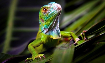 Tickets to Indiana Reptile Breeders Expo on August 15, September 19, October 17, or November 21 (Up to 30% Off)
