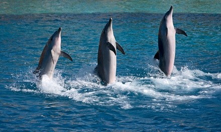 4-, 6-, 8-Hour Dolphin Tour Aboard 45' or 52' The Sea Ray at Dolphin Boat Rental (Up to 21% Off)