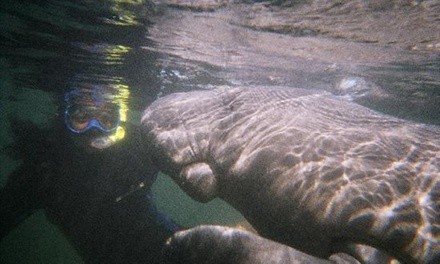 3-Hour Private or Semi-Private Manatee Boat Tour for Up to Six from Rod's Florida Charter Service (Up to 57% Off)