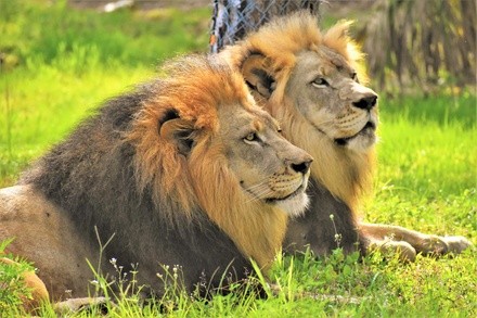 $30 for Single-Day Admission for One to Lion Country Safari ($39.64 Value)