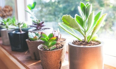 Three Month Subscription to Succulent Studios Monthly Plant Delivery (Up to 39% Off)