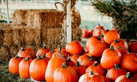Admission for One, Two, or Four with Attractions at Hogan Farms Pumpkin Patch & Corn Maze (Up to 40% Off)