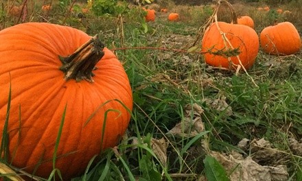 $23 for Farm Experience for Five at George Hill Orchards ($35 Value)