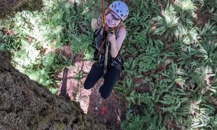 Old-Growth Tree Climbing for Two or Three from Tree Climbing at Silver Falls (Up to 27% Off)