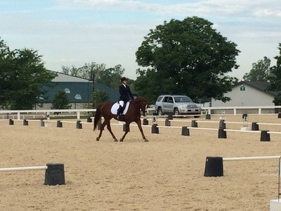 Up to 33% Off on Horse Back Riding - Training at Meraki Equestrian Center