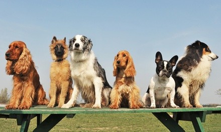 $83 for $150 Worth of Services — Party le Pooch