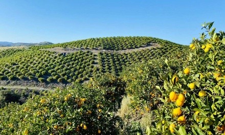 Up to 70% Off on Hiking Trails at Sunmist Tangerine Farm