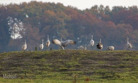 Wildlife Viewing Tours Ticket for One in Bernardo or Bosque Del Apache from MST Adventures (Up to 11% Off)