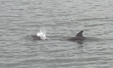 Up to 26% Off on Dolphin Watching at Adventure Boat Tours