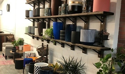 Up to 50% Off on Plant / Tree / Nursery (Retail) at UPshining Houseplant