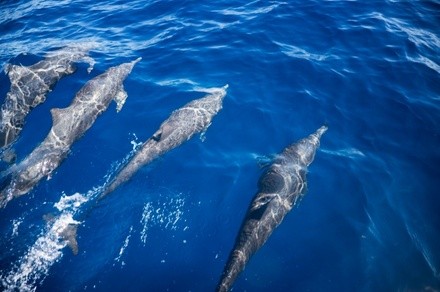 $599 for Six-Hour Dolphin, Shelling, and Beach Eco Boat Tour from Gulf Coast Family Charters ($750 Value)