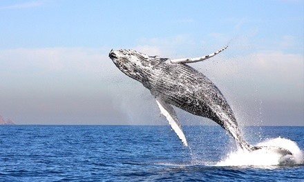 January 3-April 30, 2022; Whale-Watching at Channel Islands Whale Watching (Up to 37% Off). Options Available.