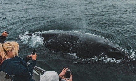 3-Hour Whale-Watching Tour for One Adult or Child at Discovery Whale Watch (Up to 30% Off). 6 Options Available.