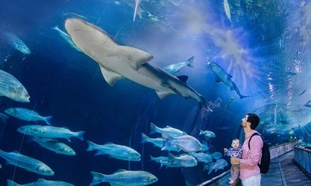 One-Year Family or Family Plus Membership to Aquarium of the Bay (Up to 18% Off)