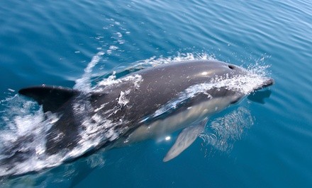Up to 20% Off on Boat Tour at Million Lights Boat Tour St. Augustine