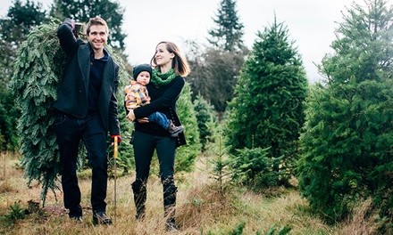 5-, 7-Foot, or Taller Christmas Tree at Mr. Jingle's Christmas Trees (Up to 32% Off)