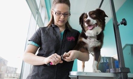 Grooming Package for One Dog or Cat at Putting On The Dog (Up to 41% Off). 4 Options Available.