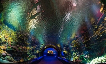 Admission for One Child or Adult to New York Aquarium Through March 25, 2022 (Up to 10% Off)