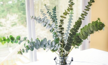 Three-Month Subscription to Eucalyptus Farms Monthly Plant Delivery (Up to 48% Off)