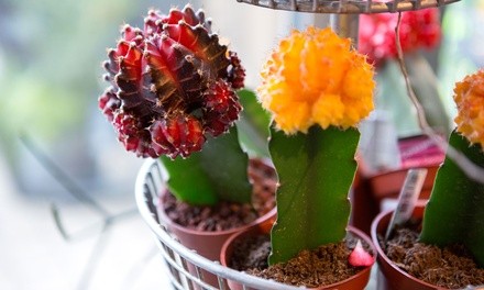 Up to 40% Off on Flowers & Plants (Retail) at The Plantspace Nursery