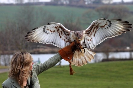 Up to 34% Off on Falconry at Wing Blade Falconry
