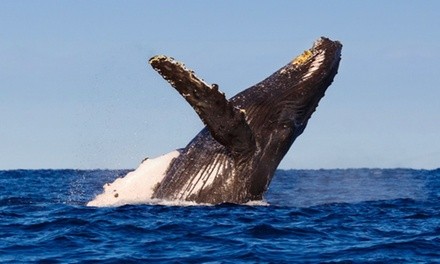 Dolphin- and Whale-Watching Tour from Miss Belmar Princess (Up to 44% Off). 10 Options Available,