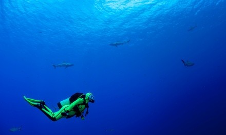 $60 for Discover Scuba Session for One at Chesapeake Underwater Sports ($120 Value)