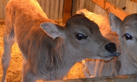 $5 for Petting-Zoo Admission for One with Feed Cup at GingerSnap Rescue Ranch ($7 Value)