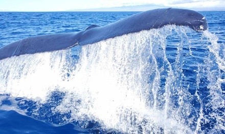 2.5-Hour Whale Watch Charter at Ocean Encounters (Up to 40% Off). Three Options Available.