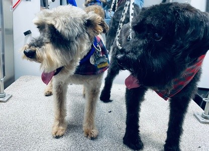 Up to 33% Off on Mobile Grooming at Chewbarka