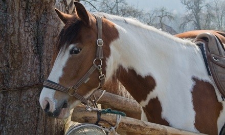 Up to 34% Off on Horse Back Riding - Training at Magnolia Ranch