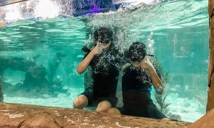 Up to 33% Off on Aquarium Visit at SeaQuest Interactive Aquarium - Vegas