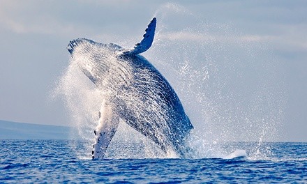 Whale Watching and Island Cruise at Wild Blue Adventures (Up to 30% Off). Two Options Available.