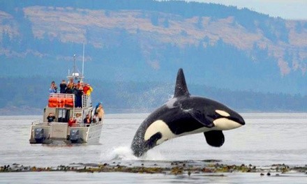 $89 for Whale-Watching Trip for One from Outer Island Excursions ($119 Value)