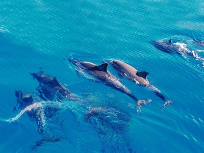 Dolphin and Turtle Snorkeling Tour for One Child or Adult from Indigo Ocean Hawaii (Up to 7% Off)