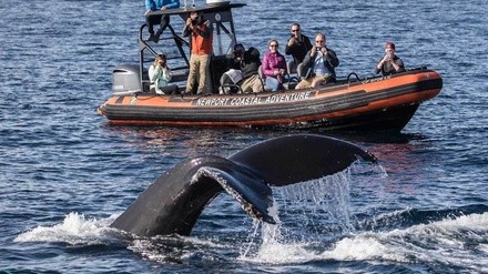 Ultimate Whale Watching Adventure - Any Available Cruise Through August 31, 2022 (Reserve in Advance)