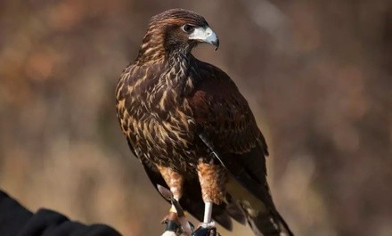 Up to 50% Off on Falconry at New England Falconry