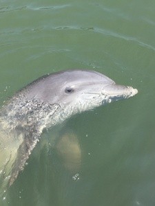 Dolphin Tour for One, Two, or Four at Lowcountry Watersports (Up to 46% Off)