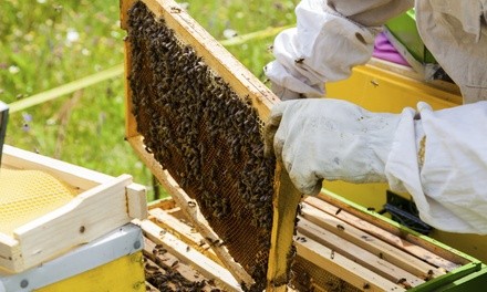 Up to 57% Off on Garden / Farm / Beekeeping Class at San Francisco Honey & Pollen Company