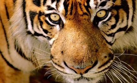 Up to 40% Off on Zoo / Animal Park at Animal Ark Wildlife Sanctuary