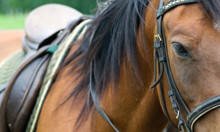 One or Two 60-Minute Horseback-Riding Lessons at Century Farm Equestrian Center (Up to 38% Off)