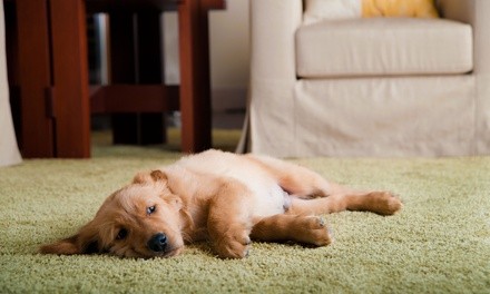 Deep Carpet Cleaning for Two or Three Rooms Up to 200 Square Feet Each from Oxi Fresh (Up to 20% Off)