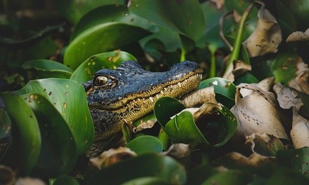 Two or Three-Hour Wildlife-Watching Boating Trip from Louisiana Tours & Adventures (Up to 53% Off)